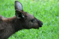 Im Featherdale Tierpark