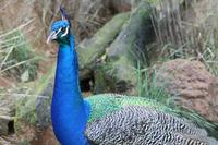 Im Featherdale Tierpark