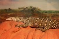 Im Featherdale Tierpark