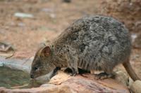Im Featherdale Tierpark
