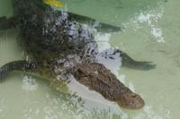 Im Featherdale Tierpark