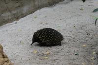 Ameisenigel im Featherdale Tierpark