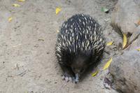 Ameisenigel im Featherdale Tierpark