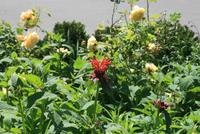 Carrington Hotel Katoomba