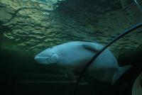 Seekühe im Aquarium Sydney