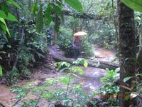 Nationalpark Tijuca in Rio de Janeiro