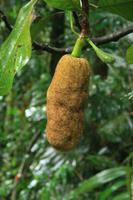 Jackfrucht im Nationalpark Tijuca in Rio de Janeiro