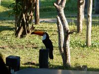 Pantanal - 16 Tage Rundreise Brasilien – Naturwunder in Südamerika