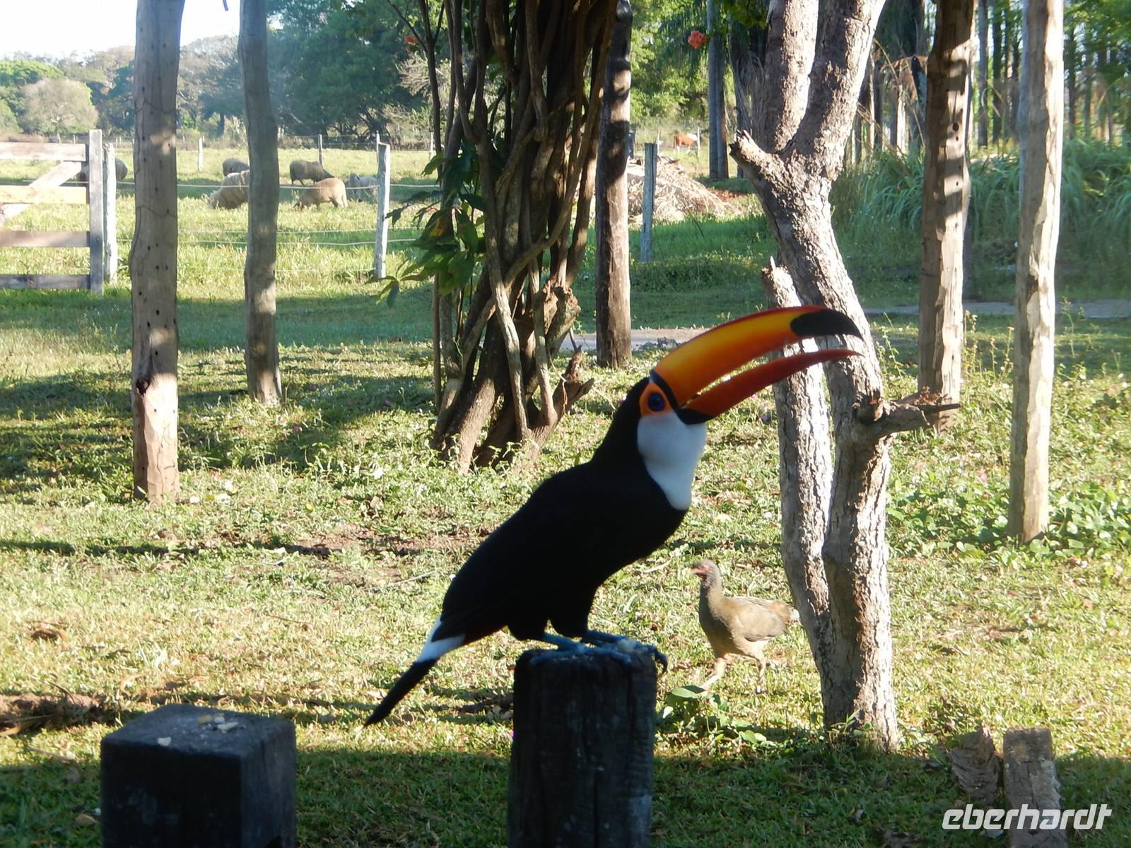 Pantanal - 16 Tage Rundreise Brasilien – Naturwunder in Südamerika