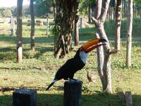 Pantanal - 16 Tage Rundreise Brasilien – Naturwunder in Südamerika