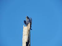 Pantanal - 16 Tage Rundreise Brasilien – Naturwunder in Südamerika