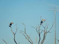 Pantanal - 16 Tage Rundreise Brasilien – Naturwunder in Südamerika