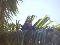 Pantanal - 16 Tage Rundreise Brasilien – Naturwunder in Südamerika