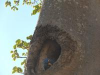 Pantanal - 16 Tage Rundreise Brasilien – Naturwunder in Südamerika