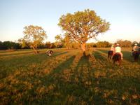 Pantanal - 16 Tage Rundreise Brasilien – Naturwunder in Südamerika