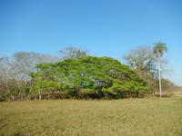 Pantanal - 16 Tage Rundreise Brasilien – Naturwunder in Südamerika