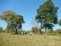 Pantanal - 16 Tage Rundreise Brasilien – Naturwunder in Südamerika