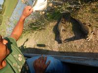 Pantanal - 16 Tage Rundreise Brasilien – Naturwunder in Südamerika