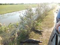 Pantanal - 16 Tage Rundreise Brasilien – Naturwunder in Südamerika