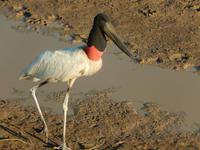 Pantanal - 16 Tage Rundreise Brasilien – Naturwunder in Südamerika
