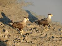 Pantanal - 16 Tage Rundreise Brasilien – Naturwunder in Südamerika