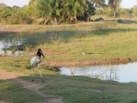 Pantanal - 16 Tage Rundreise Brasilien – Naturwunder in Südamerika