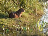Pantanal - 16 Tage Rundreise Brasilien – Naturwunder in Südamerika