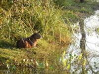 Pantanal - 16 Tage Rundreise Brasilien – Naturwunder in Südamerika