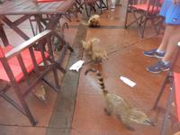 Iguazu - Wasserfälle - 16 Tage Rundreise Brasilien – Naturwunder in Südamerika