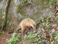 Iguazu - Wasserfälle - 16 Tage Rundreise Brasilien – Naturwunder in Südamerika