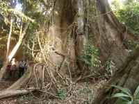 Amazonas