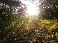 Amazonas