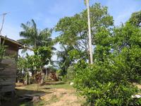 Amazonas