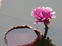 Amazonas