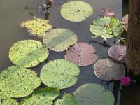 Amazonas