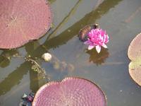 Amazonas