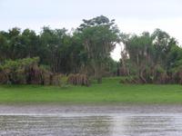 Amazonasgebiet