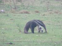 Armeisenbär