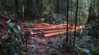 Dschungelwanderung