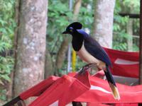 Iguazu Wasserfälle