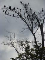 Im Amazonas-Gebiet