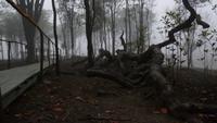 Morgenstimmung Amazonas