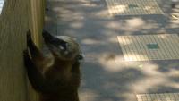 Nasenbär