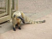 Nasenbär