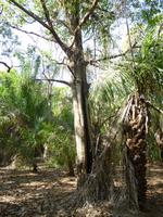 Palmen im Pantanal