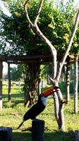 Pantanal - 16 Tage Rundreise Brasilien – Naturwunder in Südamerika