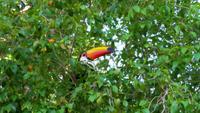 Pantanal - 16 Tage Rundreise Brasilien – Naturwunder in Südamerika