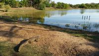 Pantanal - 16 Tage Rundreise Brasilien – Naturwunder in Südamerika