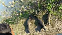 Pantanal - 16 Tage Rundreise Brasilien – Naturwunder in Südamerika