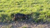 Pantanal - 16 Tage Rundreise Brasilien – Naturwunder in Südamerika